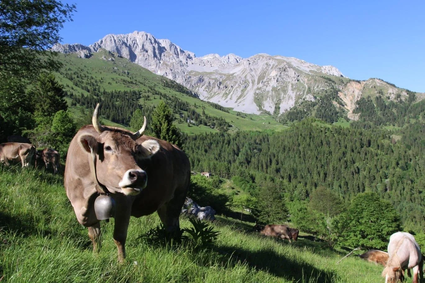 51° mostra zootecnica bovina razza bruna